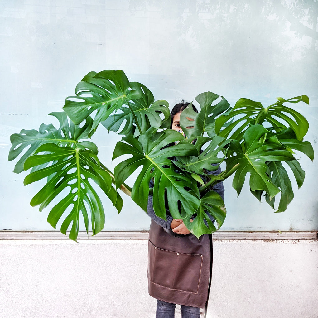 monstera deliciosa buy melbourne Monstera deliciosa - 25cm pot