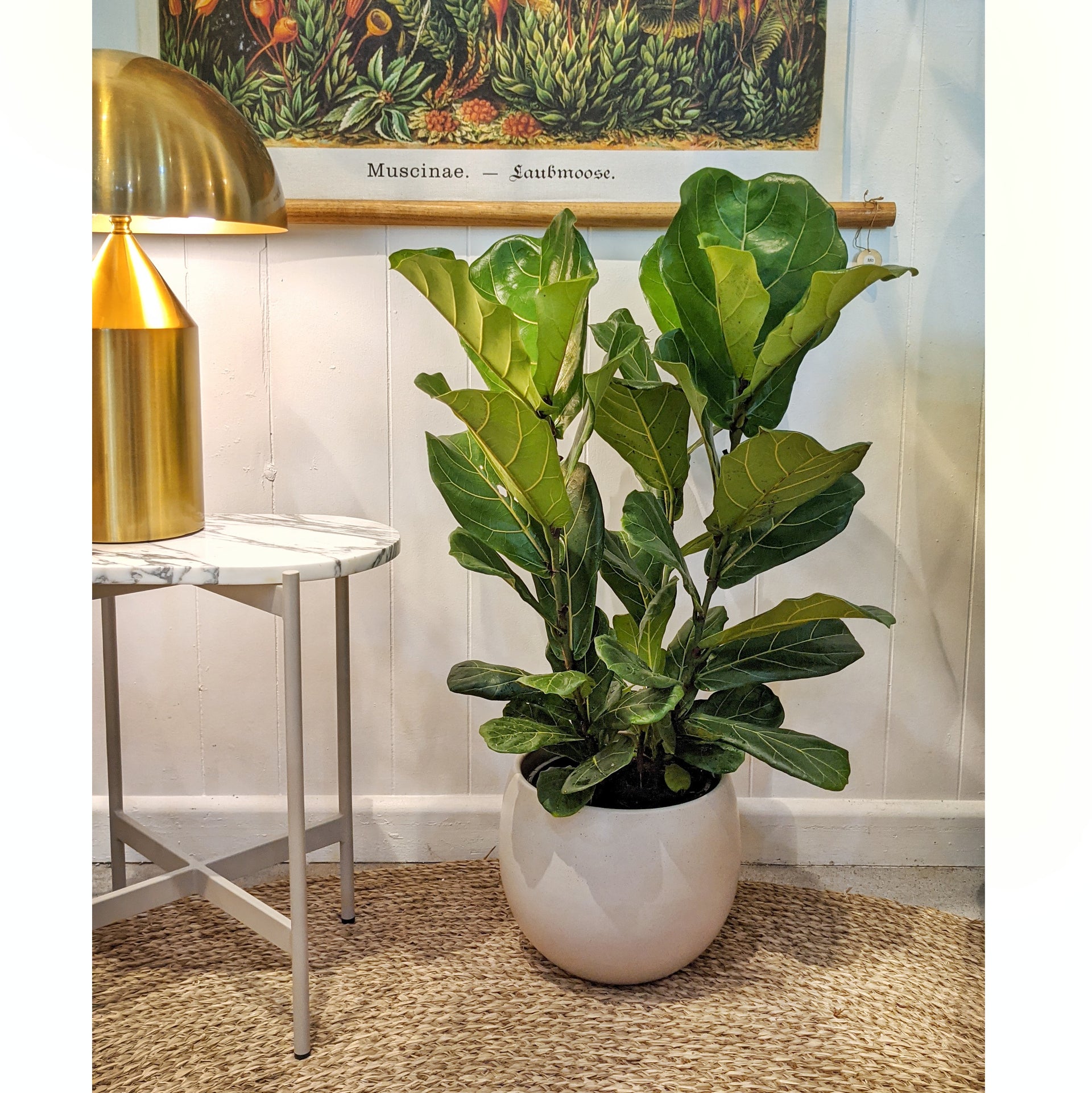 Ficus lyrata (Fiddle Leaf Fig) - ADVANCED 20cm pot | Plantsmith Indoor ...