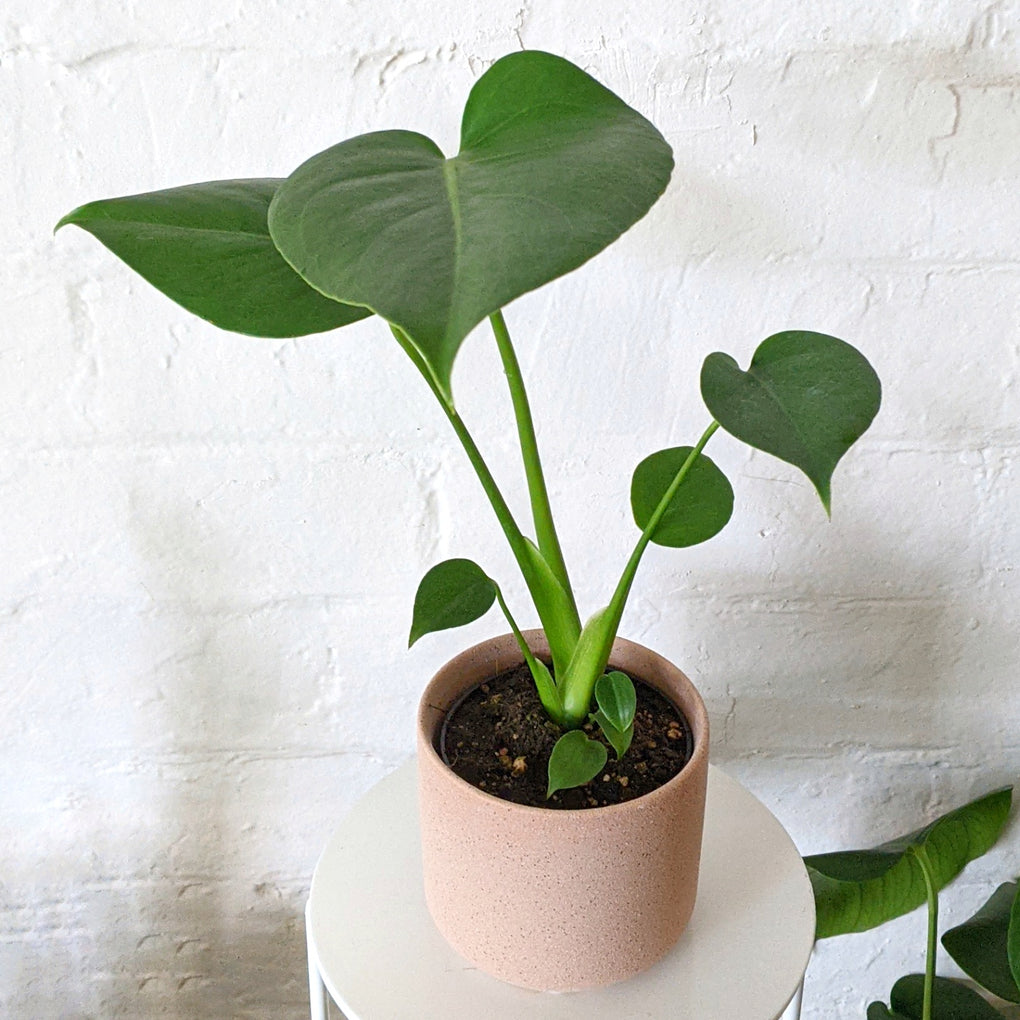 monstera deliciosa buy melbourne Monstera deliciosa - 9.5cm