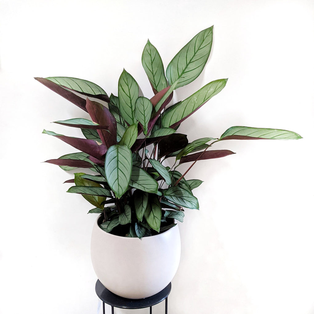 setosa prayer plant Ctenanthe setosa 'Grey Star' - 20cm pot