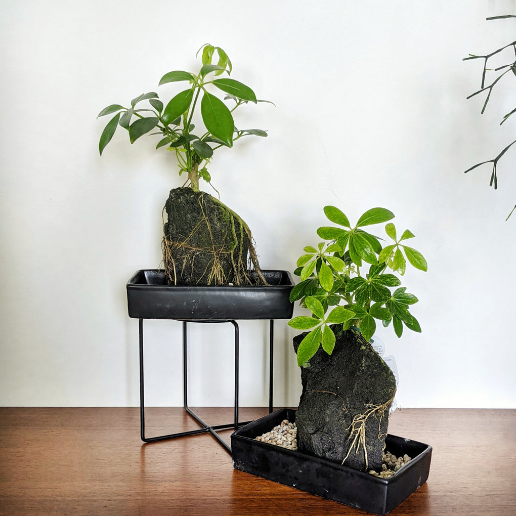 hawaiian umbrella bonsai tree in lava rock Rock grown Schefflera