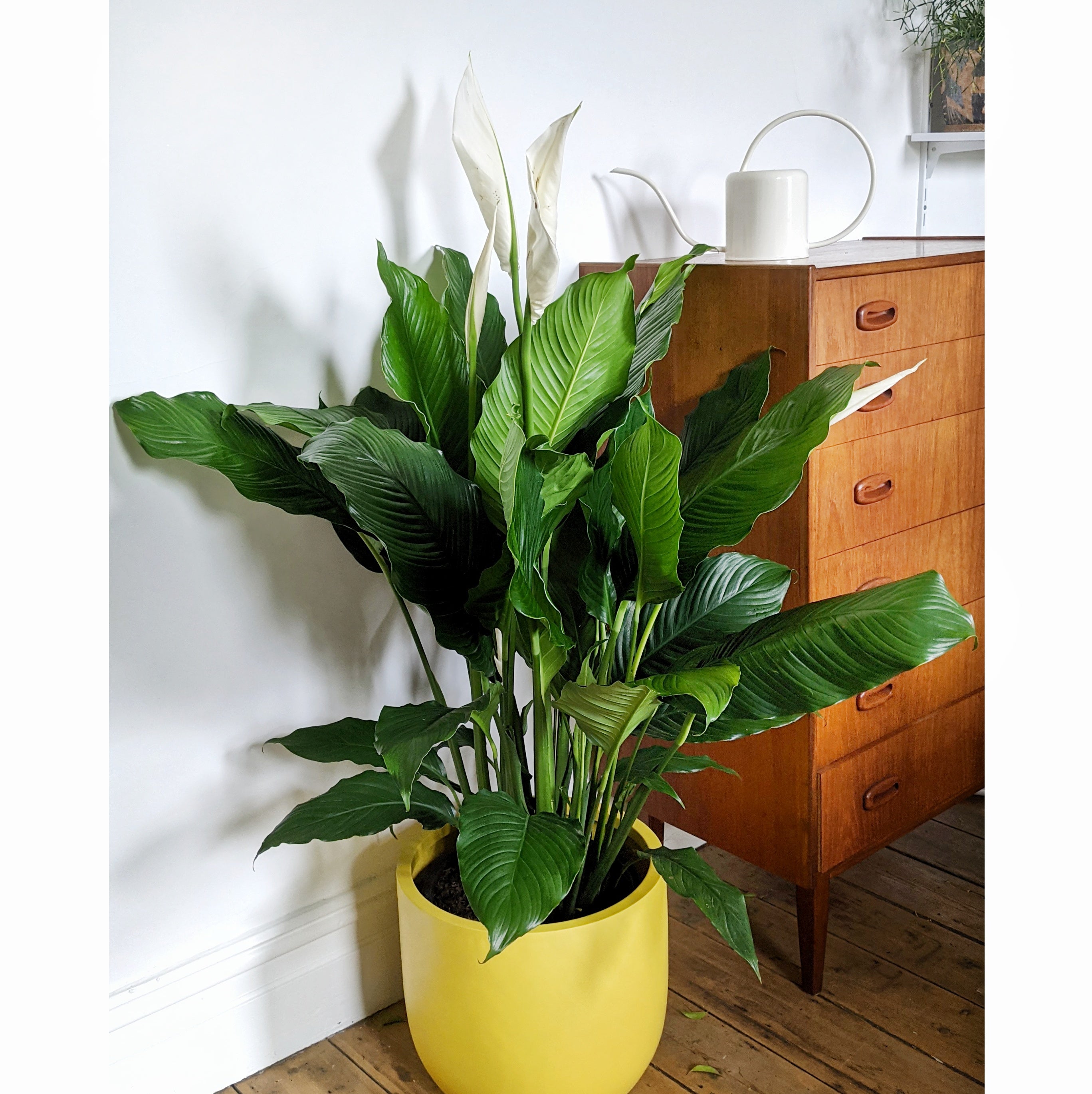 peace lily sebastiano Spathiphyllum 'Sebastiano' (Peace Lily) - Advanced 30cm