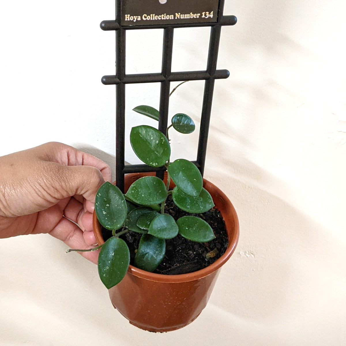 Hoya Mathilde - 10cm pot | Plantsmith Indoor Plants Melbourne