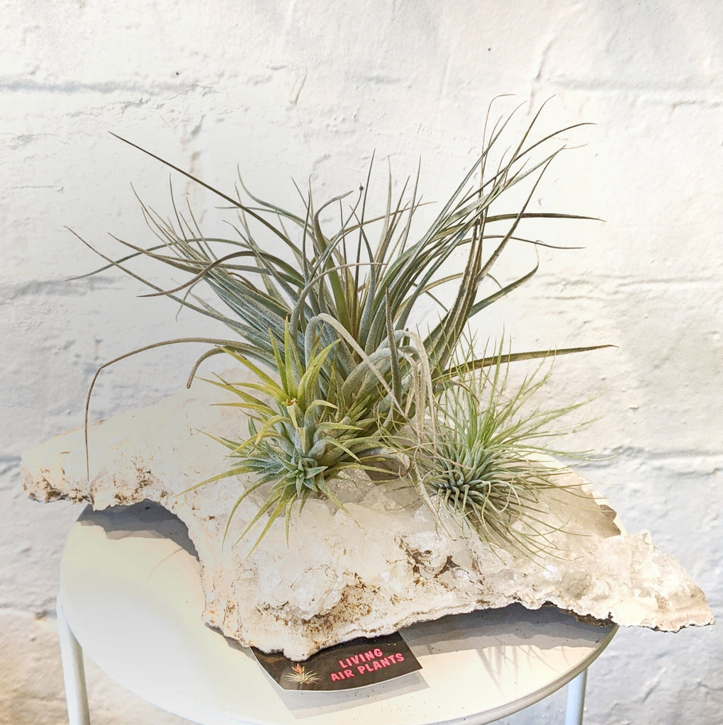 air plants melbourne Triple Tillandsia (Air plant) on Crystal - X Large