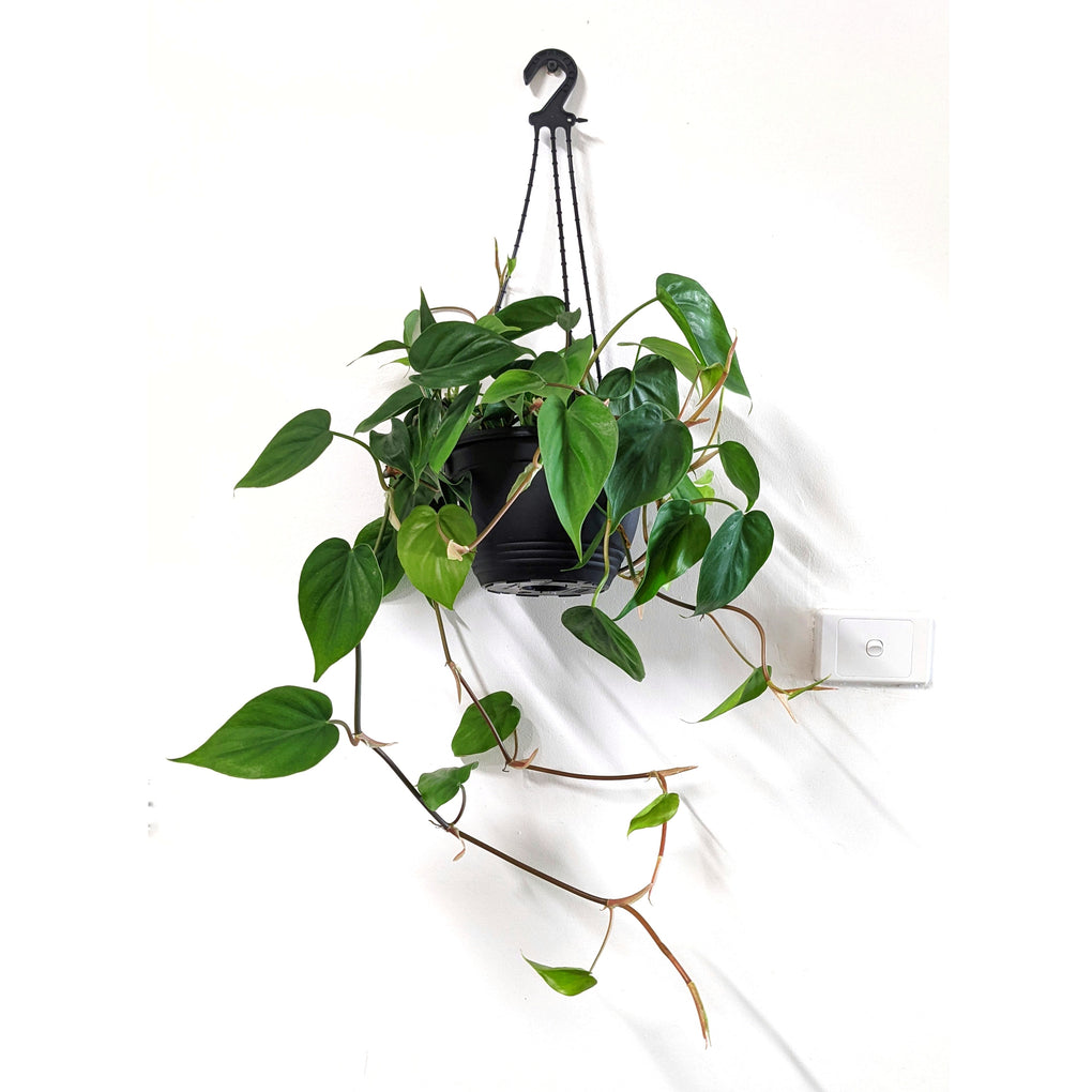 heartleaf philodendron melbourne Philodendron hederaceum syn.cordatum (Heart Leaf Philodendron) - 20cm basket