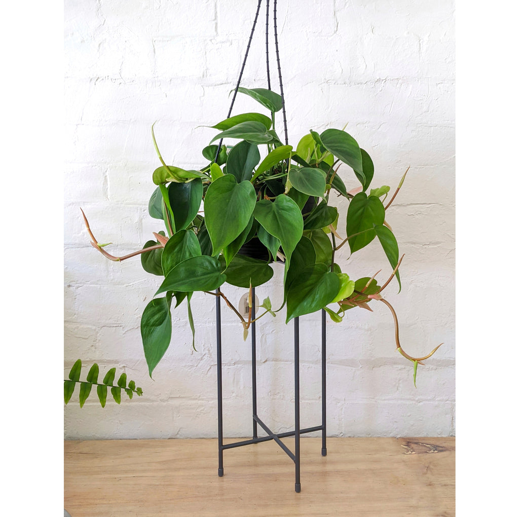 philodendron cordatum buy nz Philodendron hederaceum syn.cordatum (Heart Leaf Philodendron) - 20cm basket