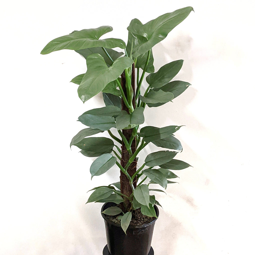 buy philodendron melbourne Philodendron hastatum glauca 'Silver Sword' - 25cm pot