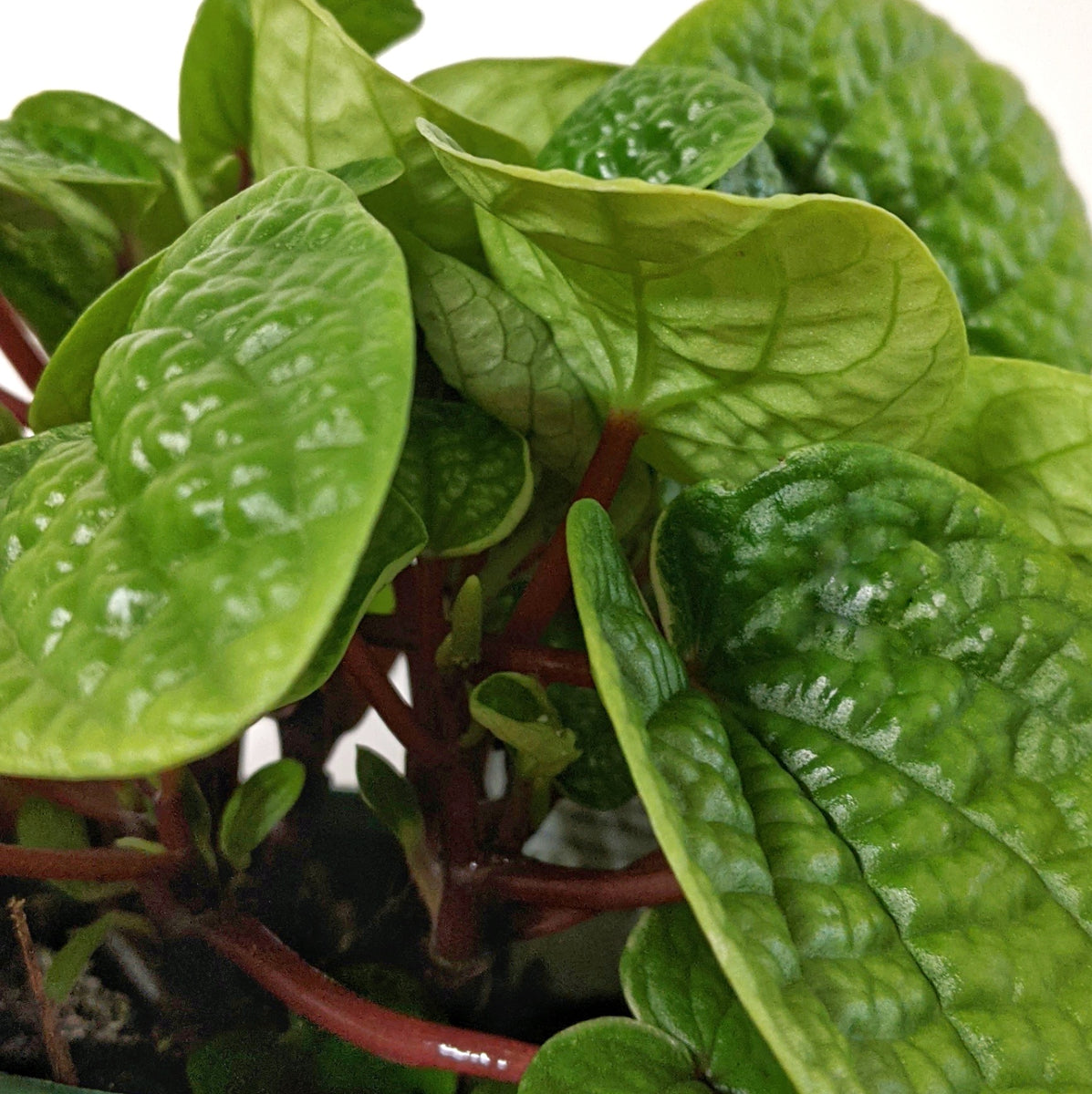 Peperomia affinis rugosa - 13cm pot | Plantsmith Indoor Plants Melbourne