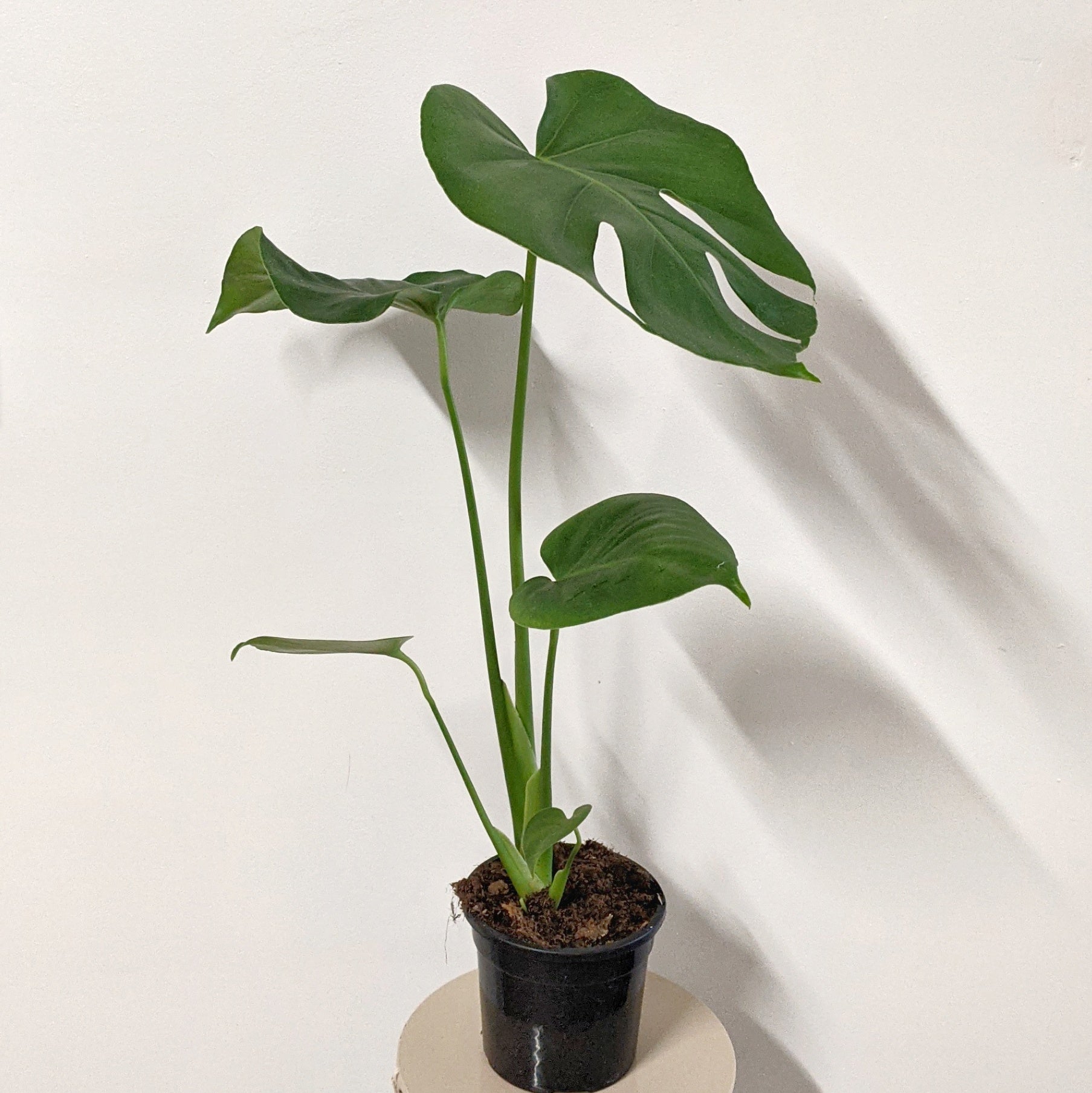 Monstera Deliciosa Fruit Salad Plant 12cm Plantsmith Indoor Plants Melbourne 3601