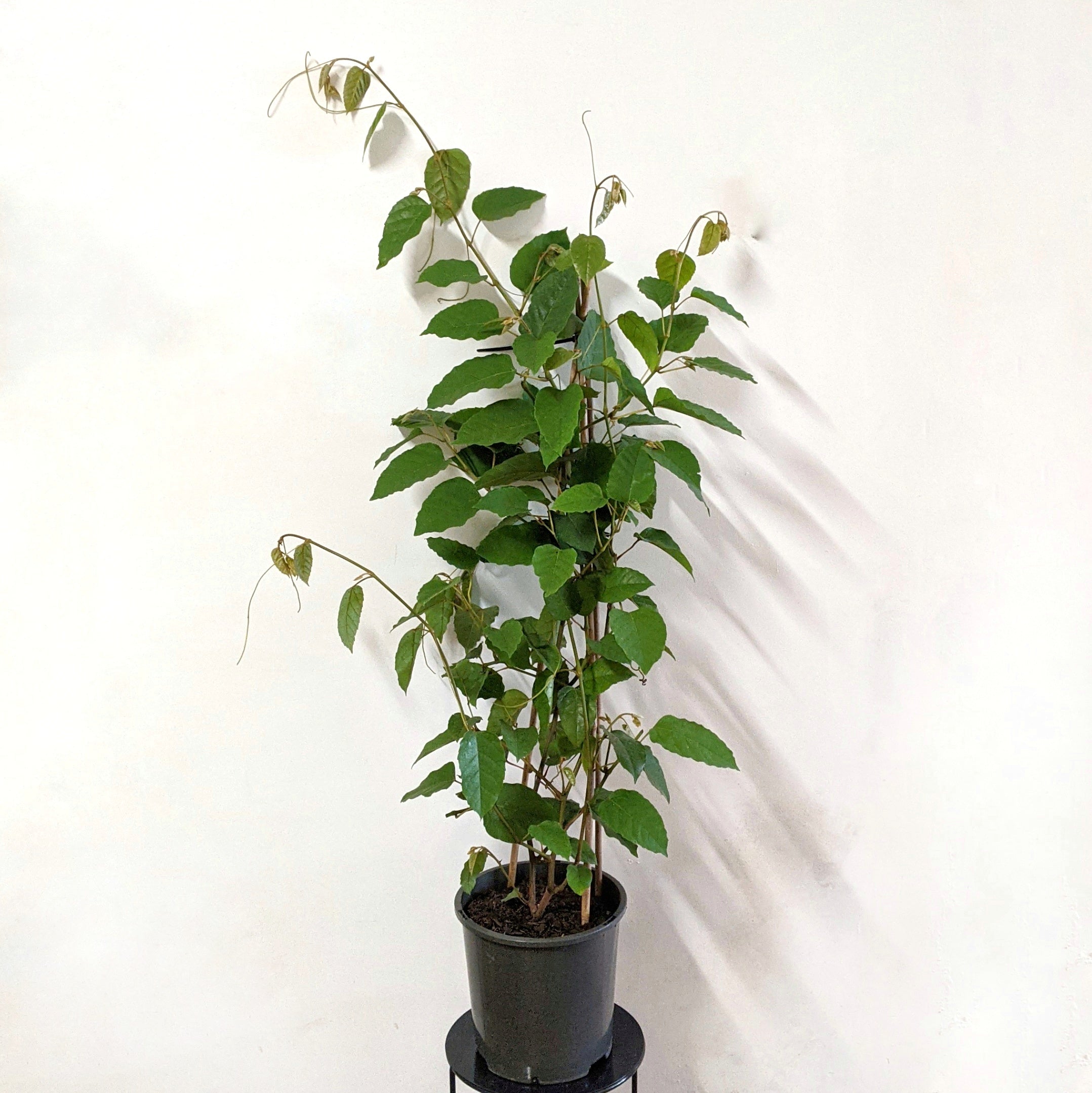 kangaroo vine house plant Cissus Antarctica (Kangaroo Vine) ADVANCED - 20cm pot