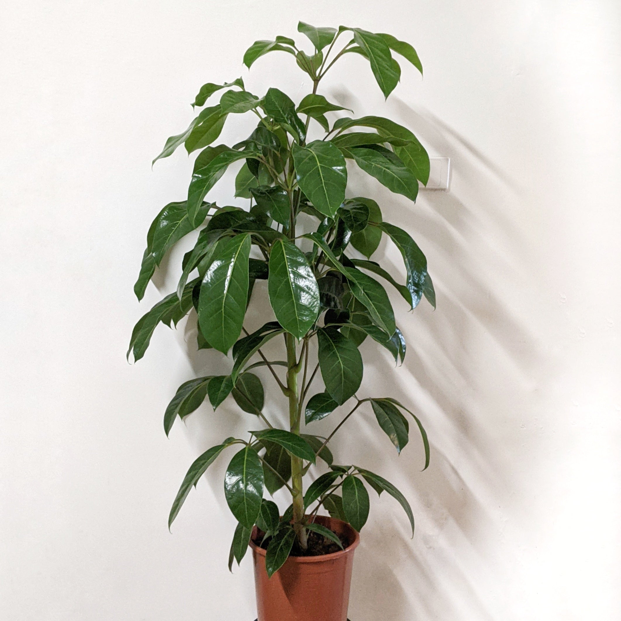 schefflera actinophylla indoor plant Schefflera Actinophylla (Umbrella Tree) - 24cm pot