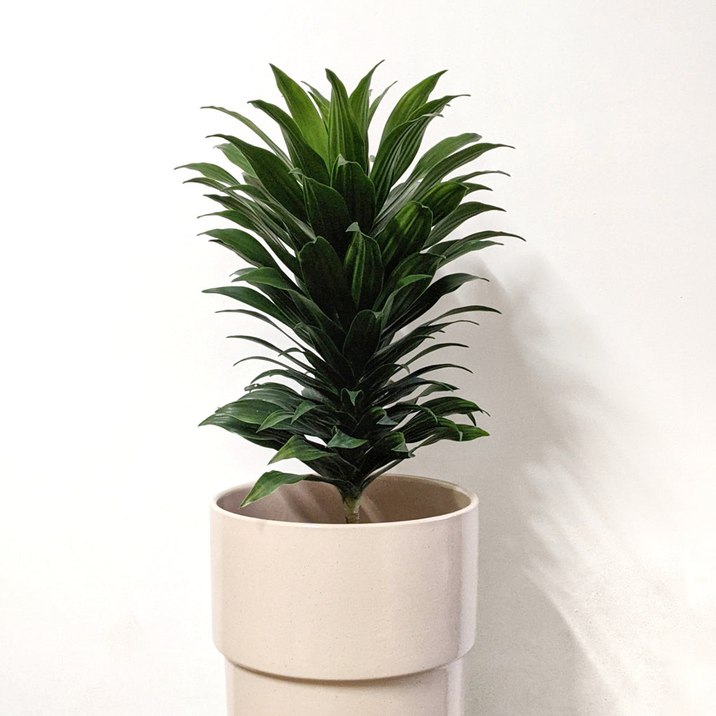 dracaena deremensis compacta Dracaena deremensis 'Compacta' - 20cm pot
