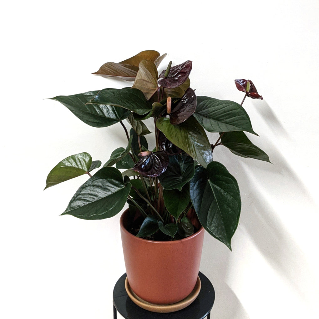 paris black anthurium Anthurium 'Black Queen' - 14cm pot