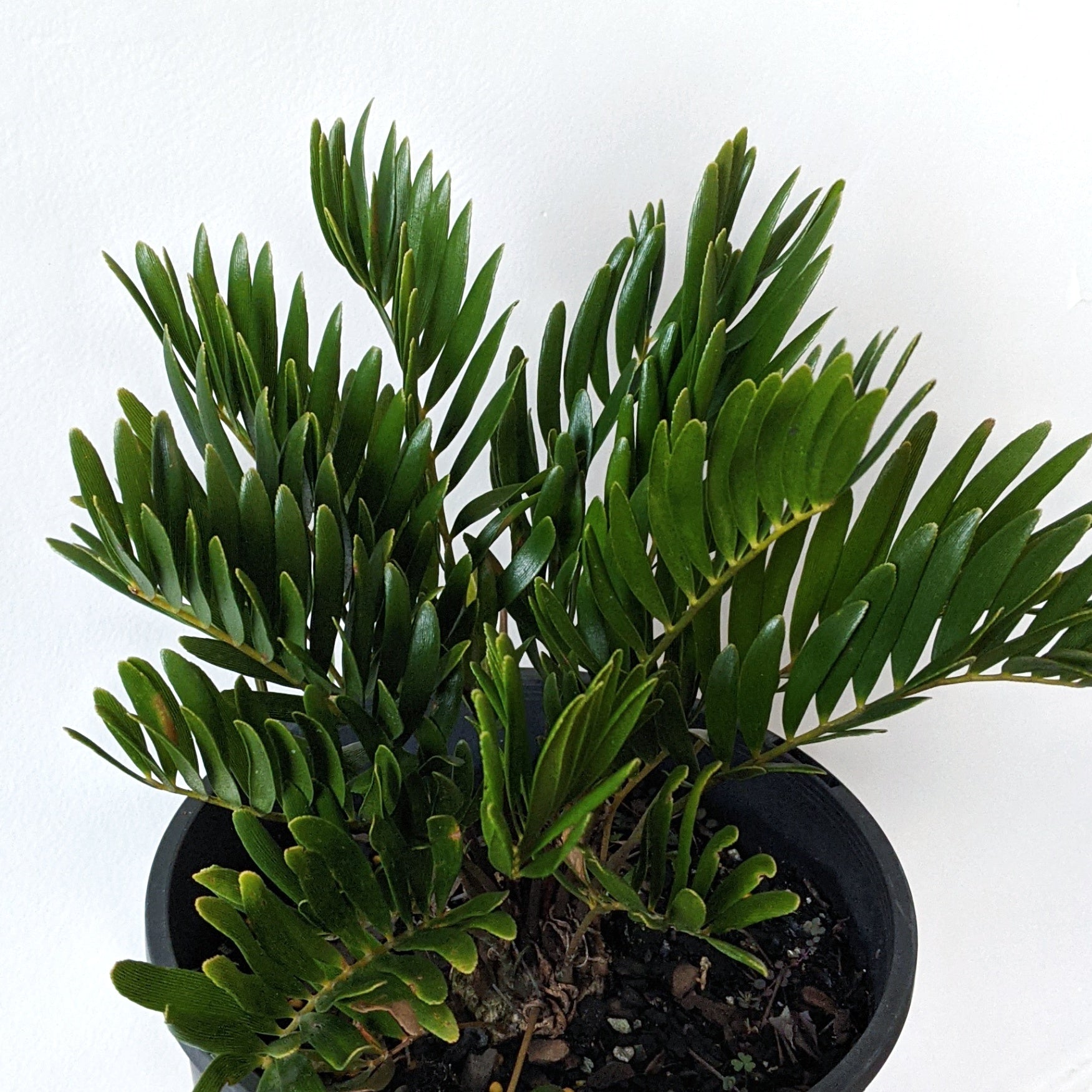 Zamia integrifolia 'Floridana' (Florida Arrowroot) - 20cm | Plantsmith