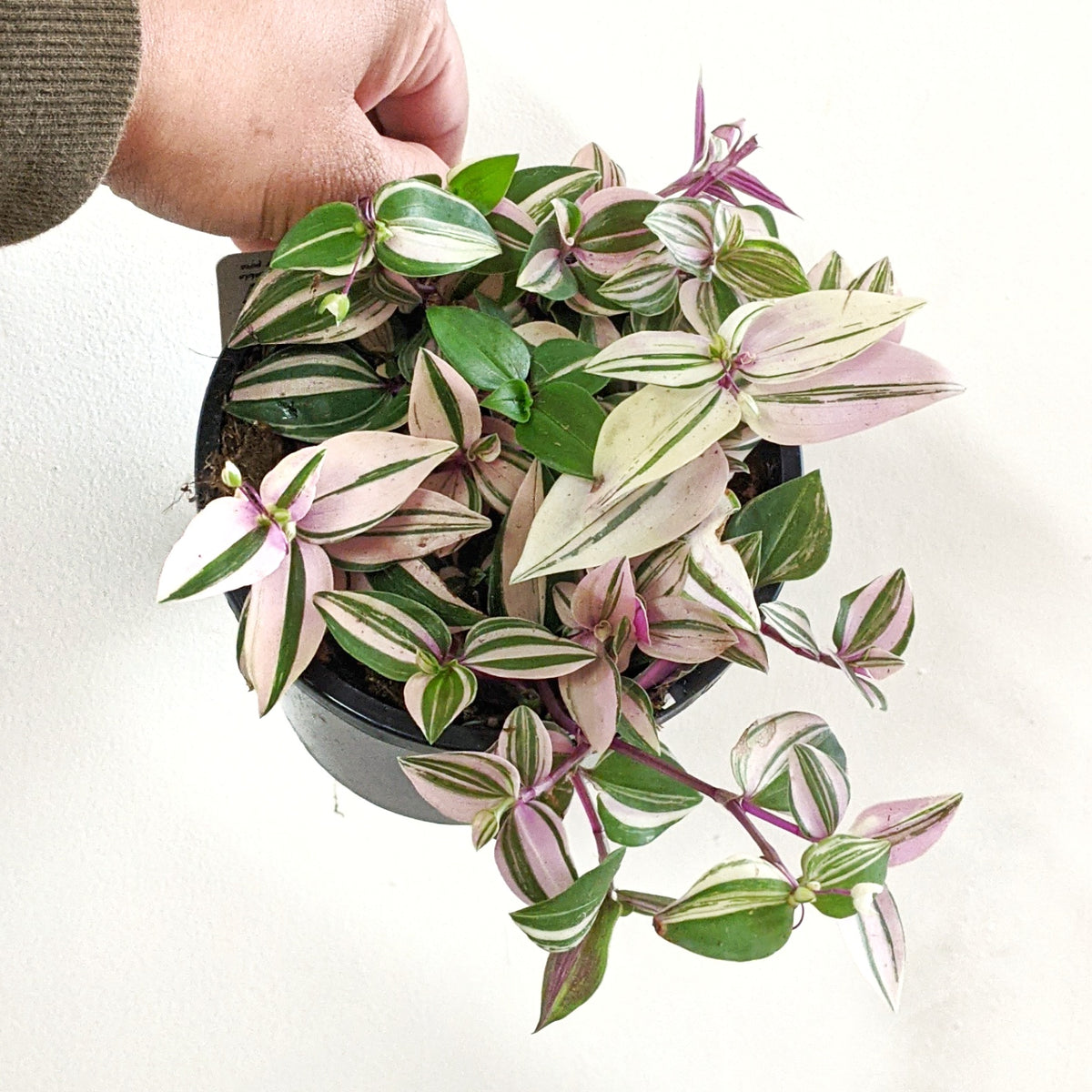 Tradescantia flumensis tricolour - 12cm | Plantsmith Indoor Plants ...