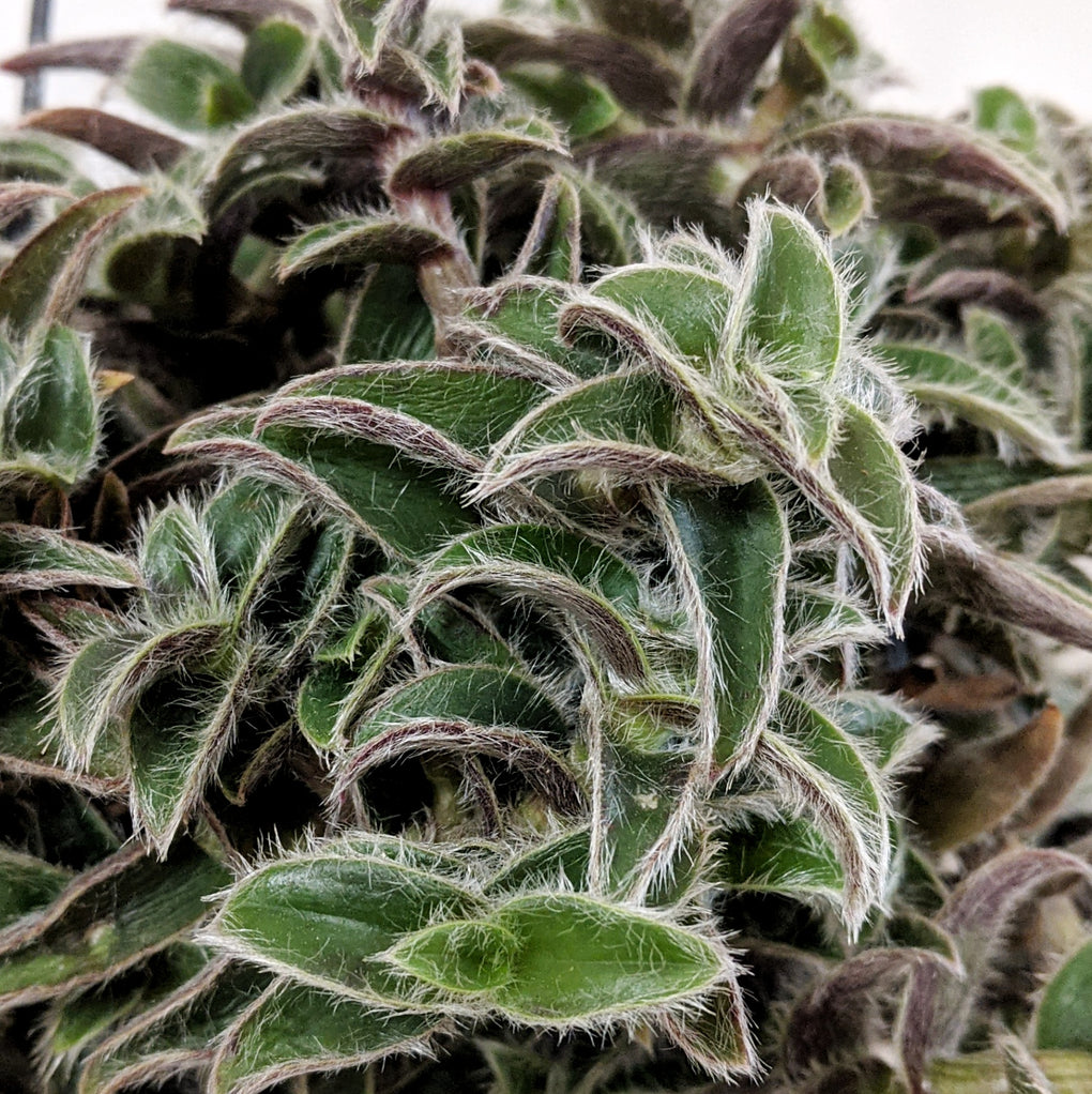 kitten ear succulent Cyanotis somaliensis (Kitten Ears) - 12cm pot
