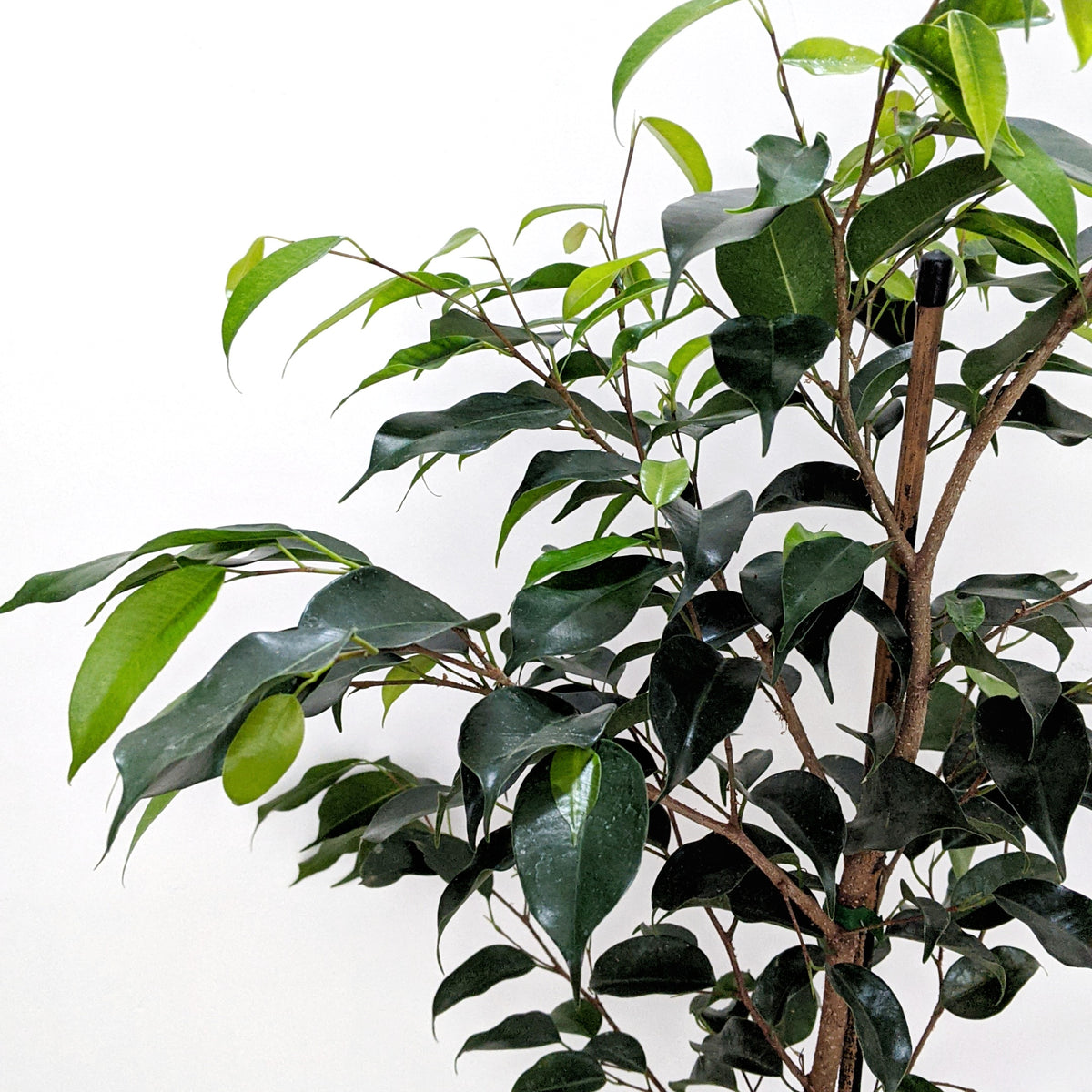 Ficus benjamina 'Midnight Beauty' (Weeping Fig) - 18cm pot | Plantsmith ...