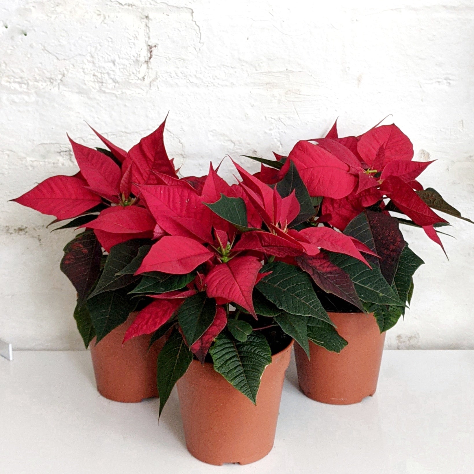 Poinsettia 12cm Plantsmith Indoor Plants Melbourne