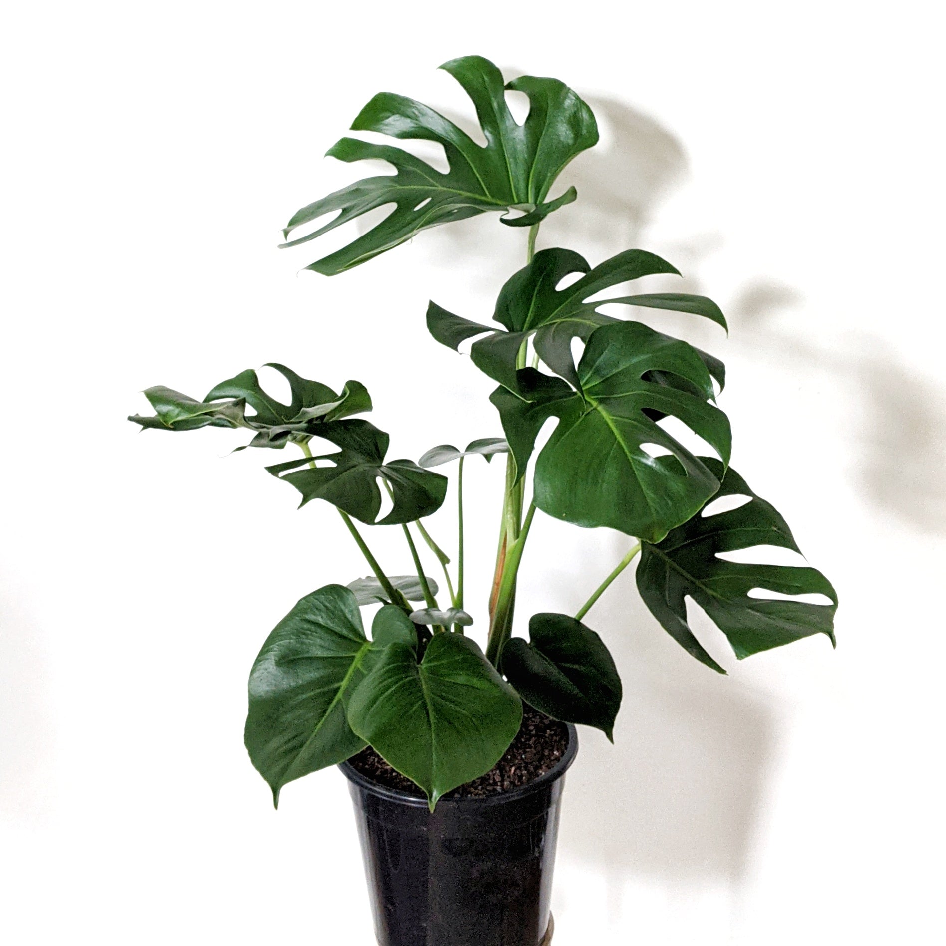 Monstera deliciosa 'Tauerii' (Dwarf Fruit Salad Plant) - 25cm pot