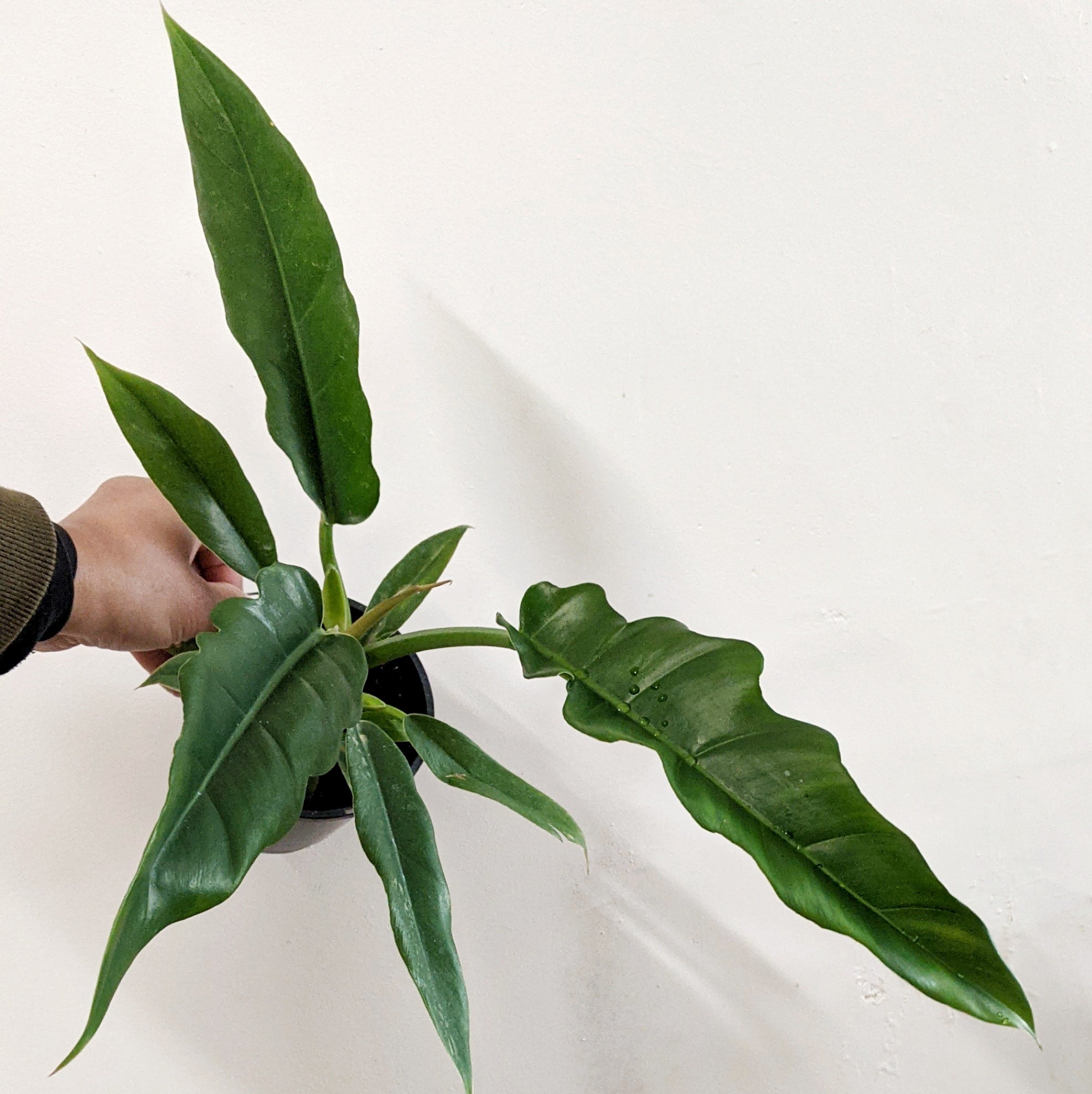 narrow tiger tooth philodendron Philodendron 'Narrow' (Tiger Tooth Plant)- 10cm