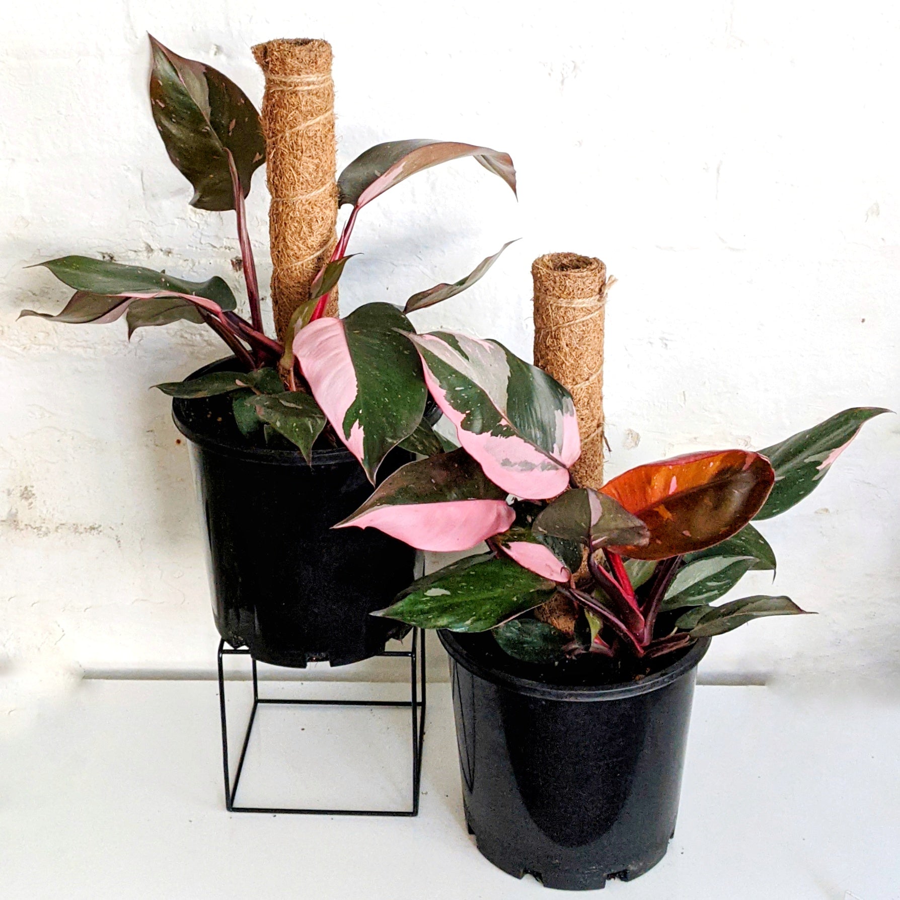 Philodendron erubescens 'Pink Princess' - 20cm with totem