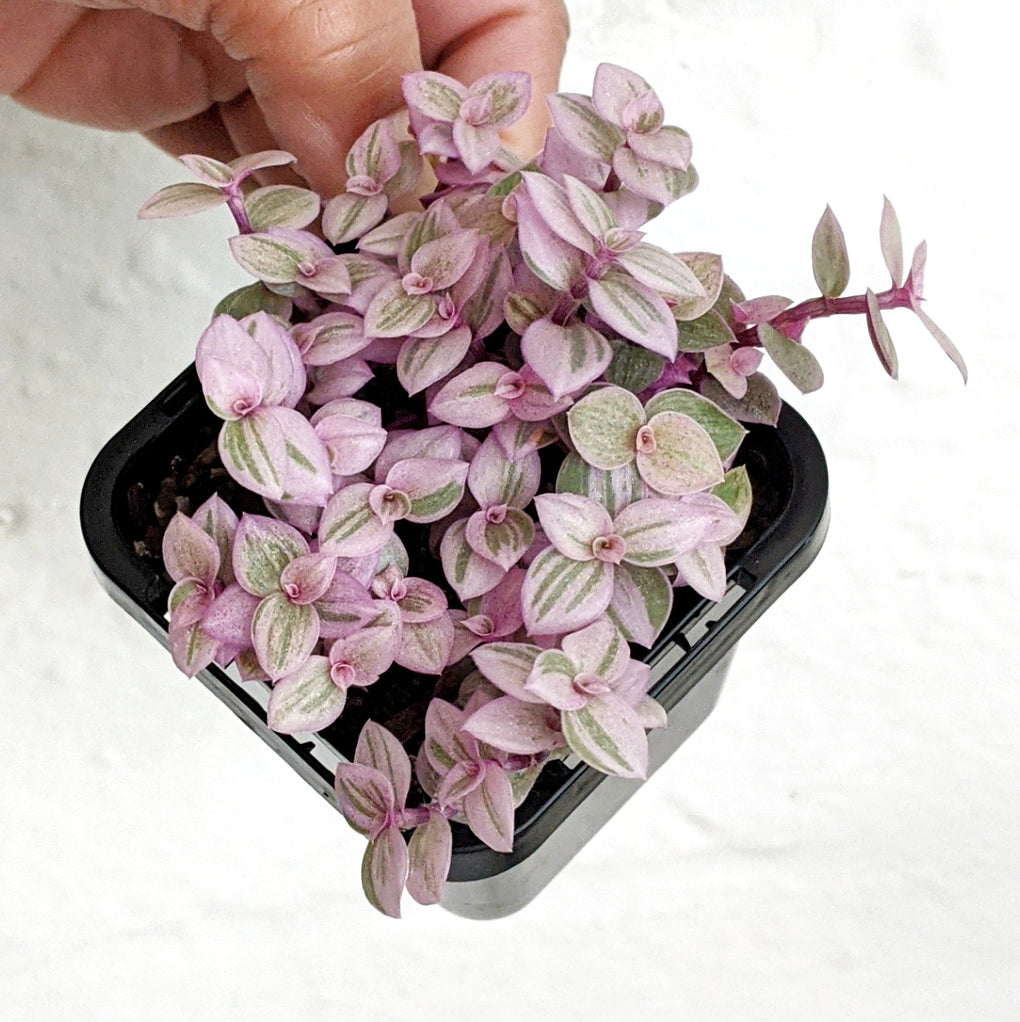 pink lady indoor plant Callisia repens 'Pink Lady' - 7cm pot