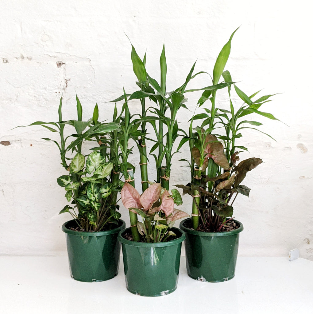 lucky bamboo melbourne Dracaena sanderiana (Lucky Bamboo Lotus) planted with Syngonium - 13cm pot