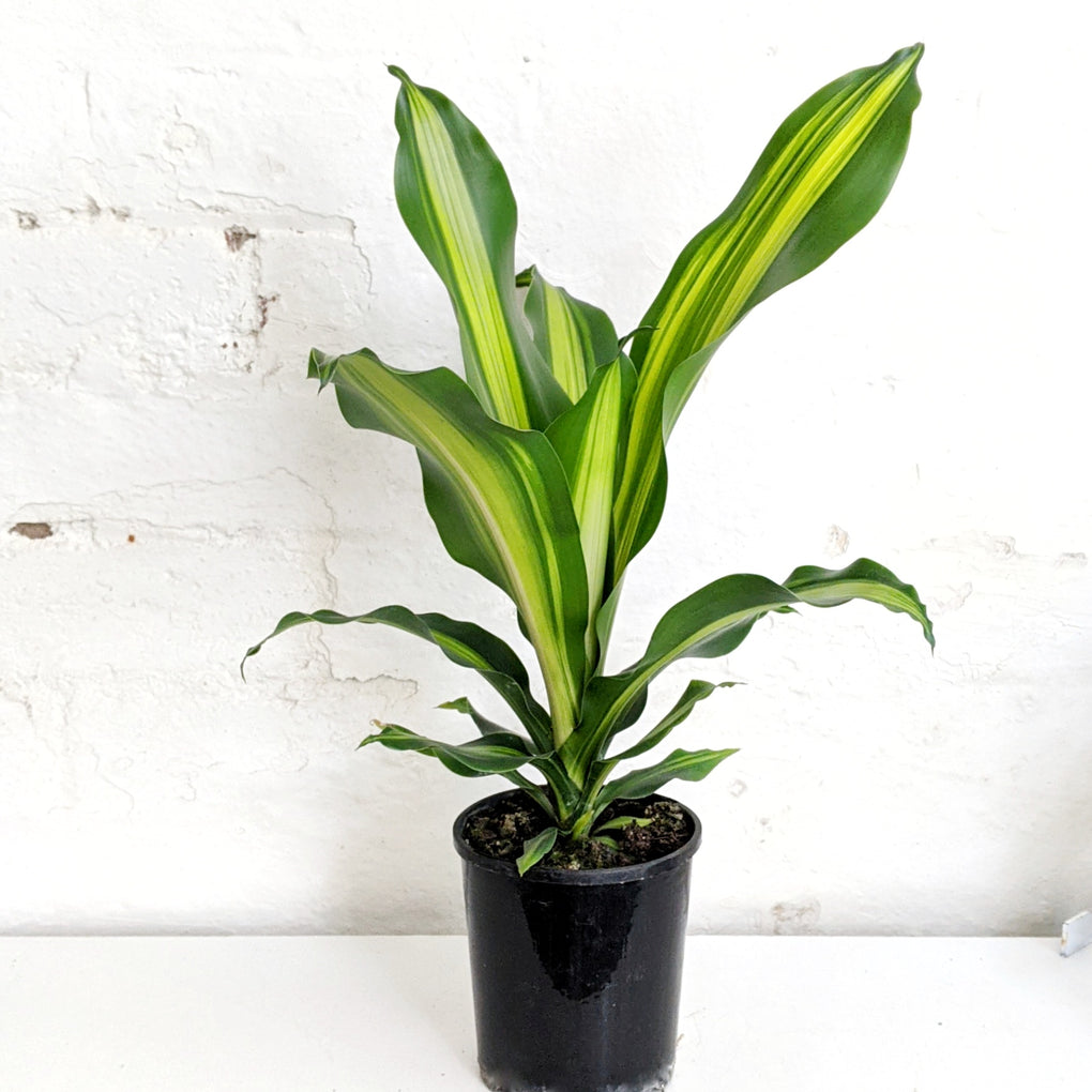 dracaena fragrans pflege Dracaena Fragrans 'Golden Heart' - 12.5cm pot