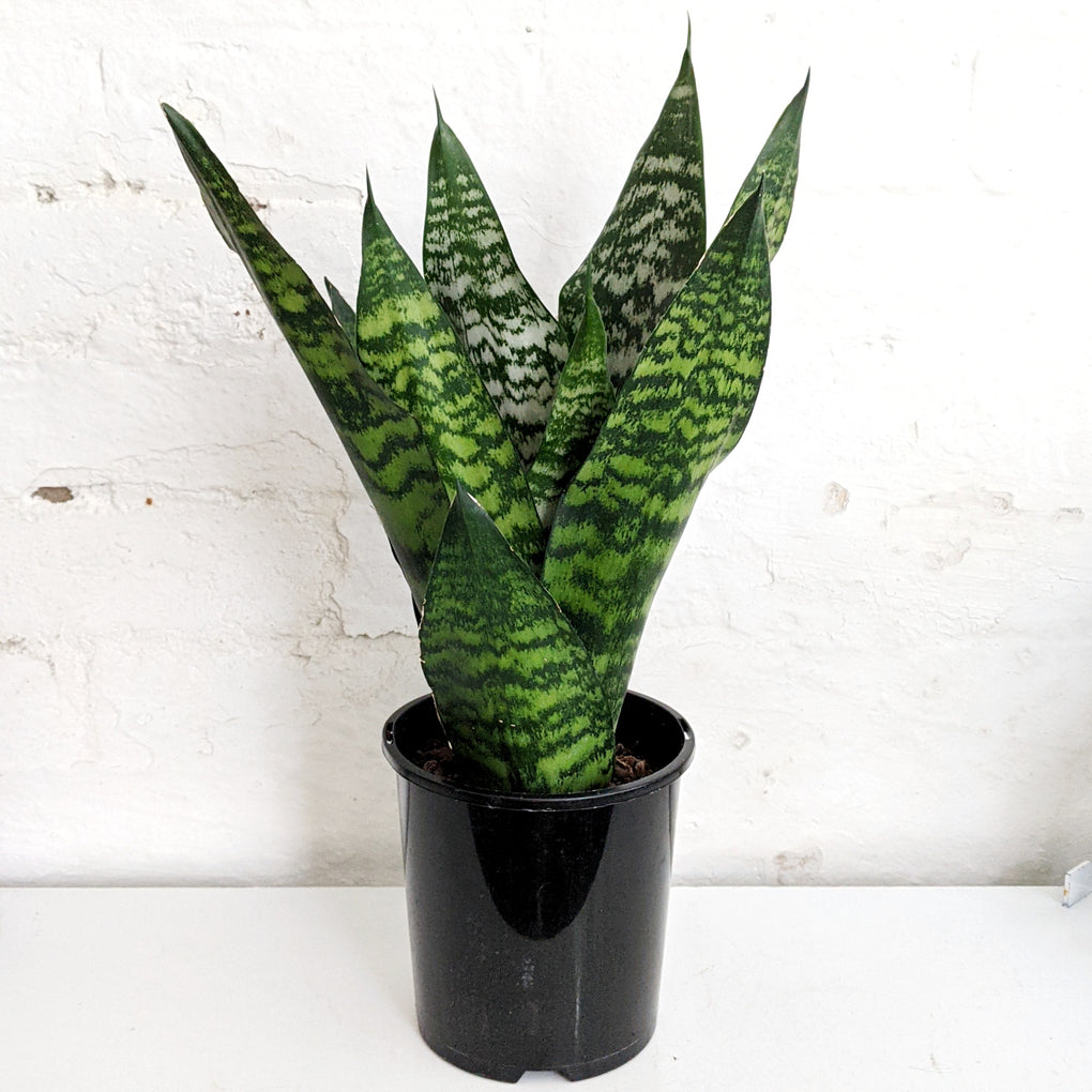 sansevieria robusta height Sansevieria Robusta (Snake Plant) - 15cm