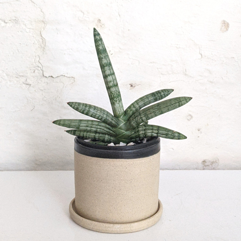 fan snake plant Sansevieria boncel (Fan Snake Plant) - 10cm Pot