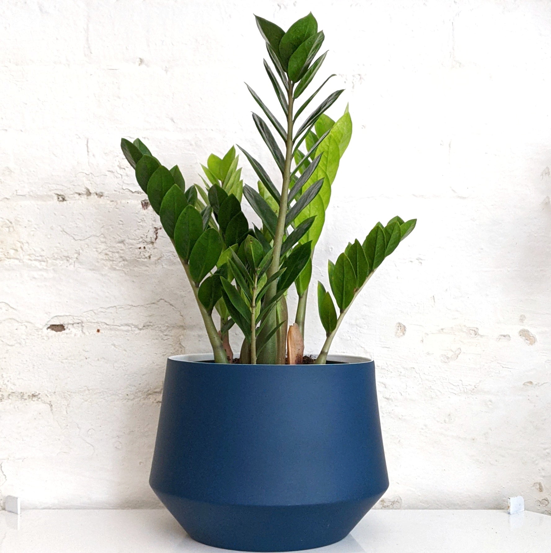 Zamioculcas zamiifolia (Zanzibar Gem, ZZ Plant) - 20cm pot