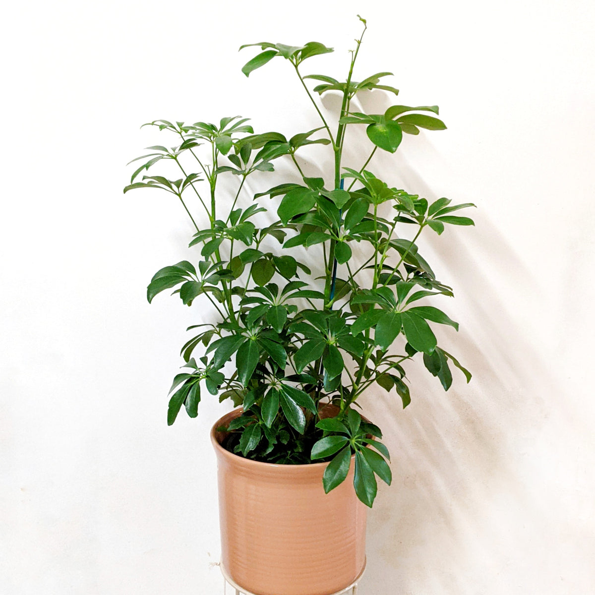 Schefflera arboricola (Dwarf Umbrella Tree) - 20cm Pot | Plantsmith ...