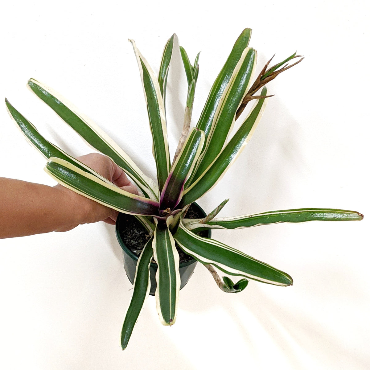 Neoregelia var. 10cm pot Plantsmith Indoor Plants Melbourne