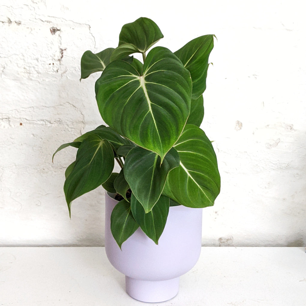 philodendron gloriosum melbourne Philodendron Gloriosum - 13cm