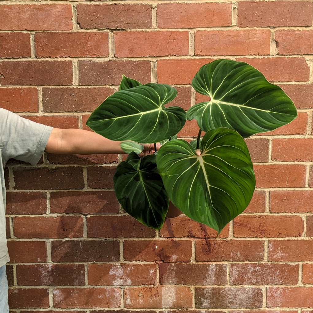 philodendron gloriosum melbourne Philodendron Gloriosum - 17cm