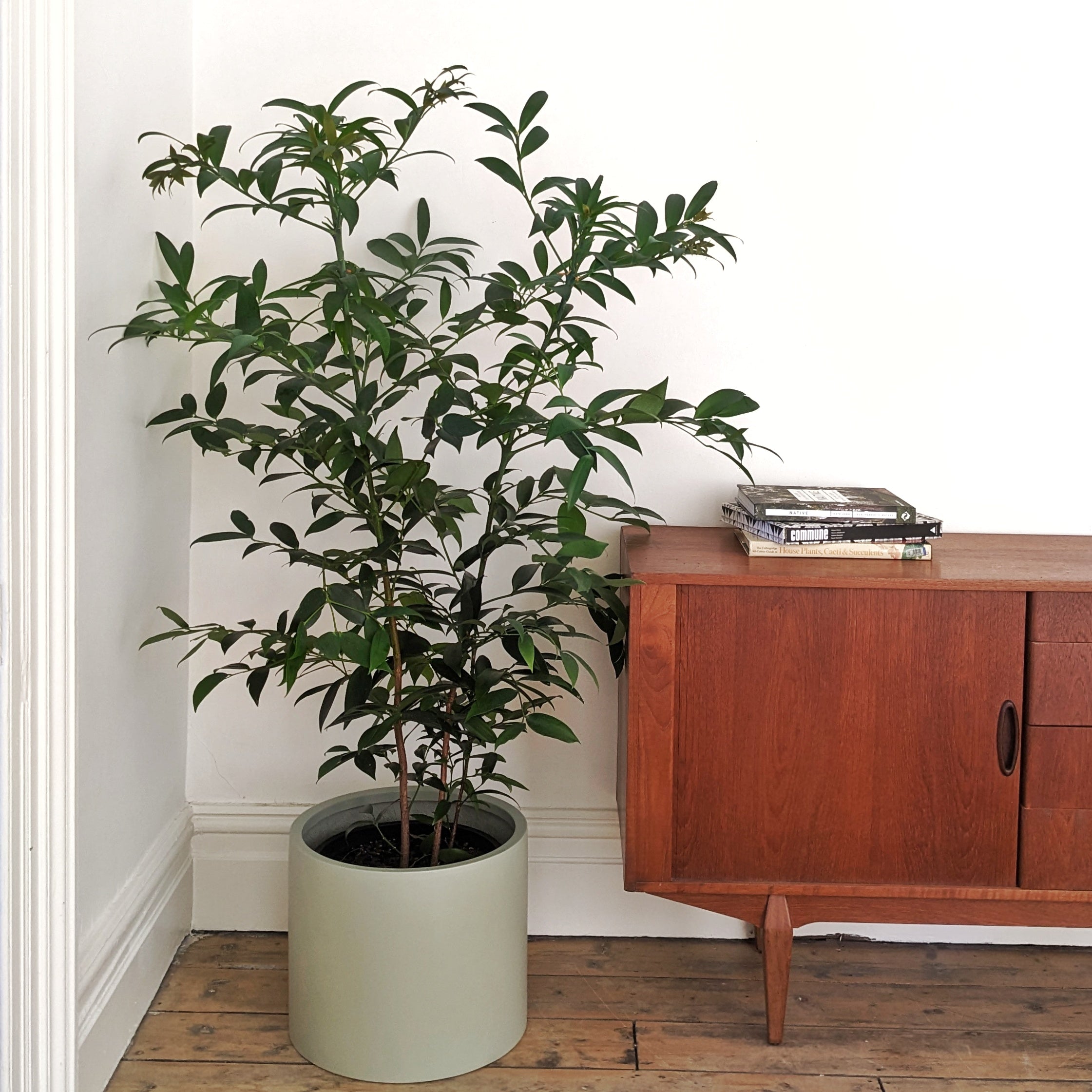 kauri pine indoor plant Agathis robusta (Queensland Kauri) - 30cm pot
