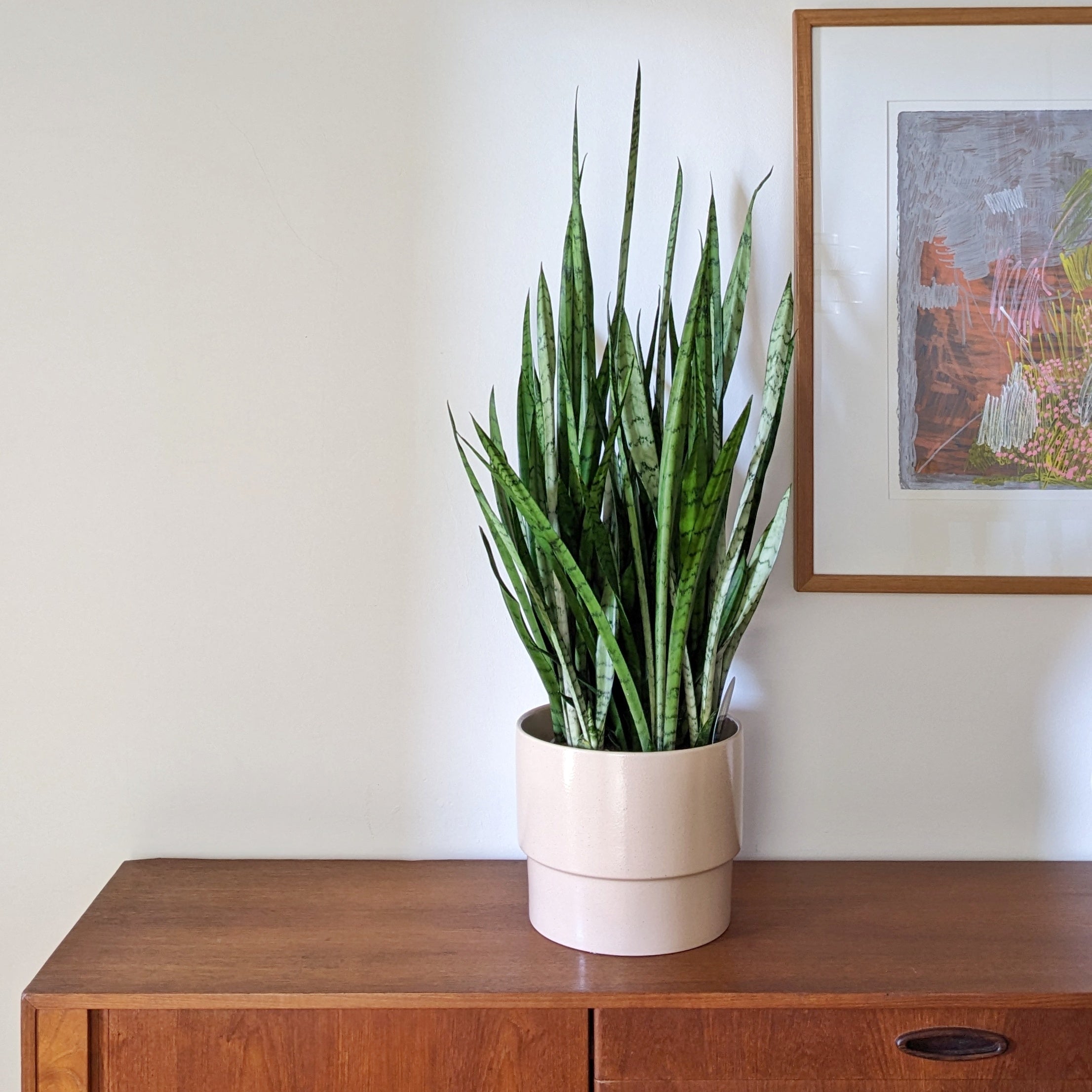 sansevieria trifasciata silver princess Sansevieria trifasciata 'Silver Princess' - 20cm
