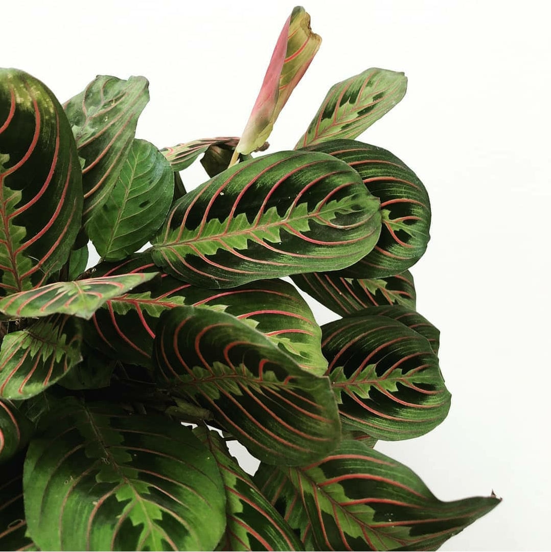 Maranta Leuconeura ‘Red Vein’ (Prayer Plant) - 7cm pot | Plantsmith ...