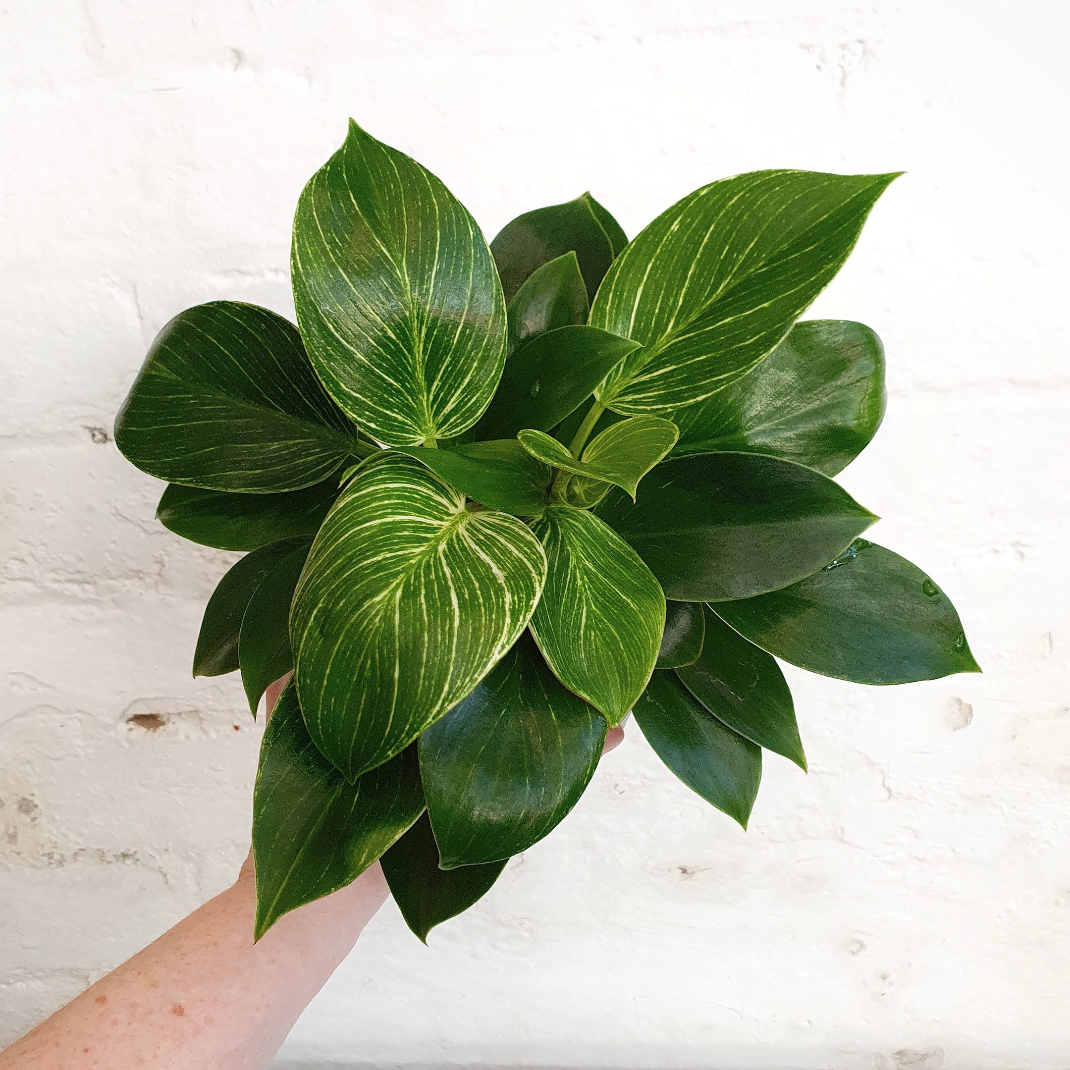 philodendron birkin australia Philodendron 'Birkin' - 13cm pot