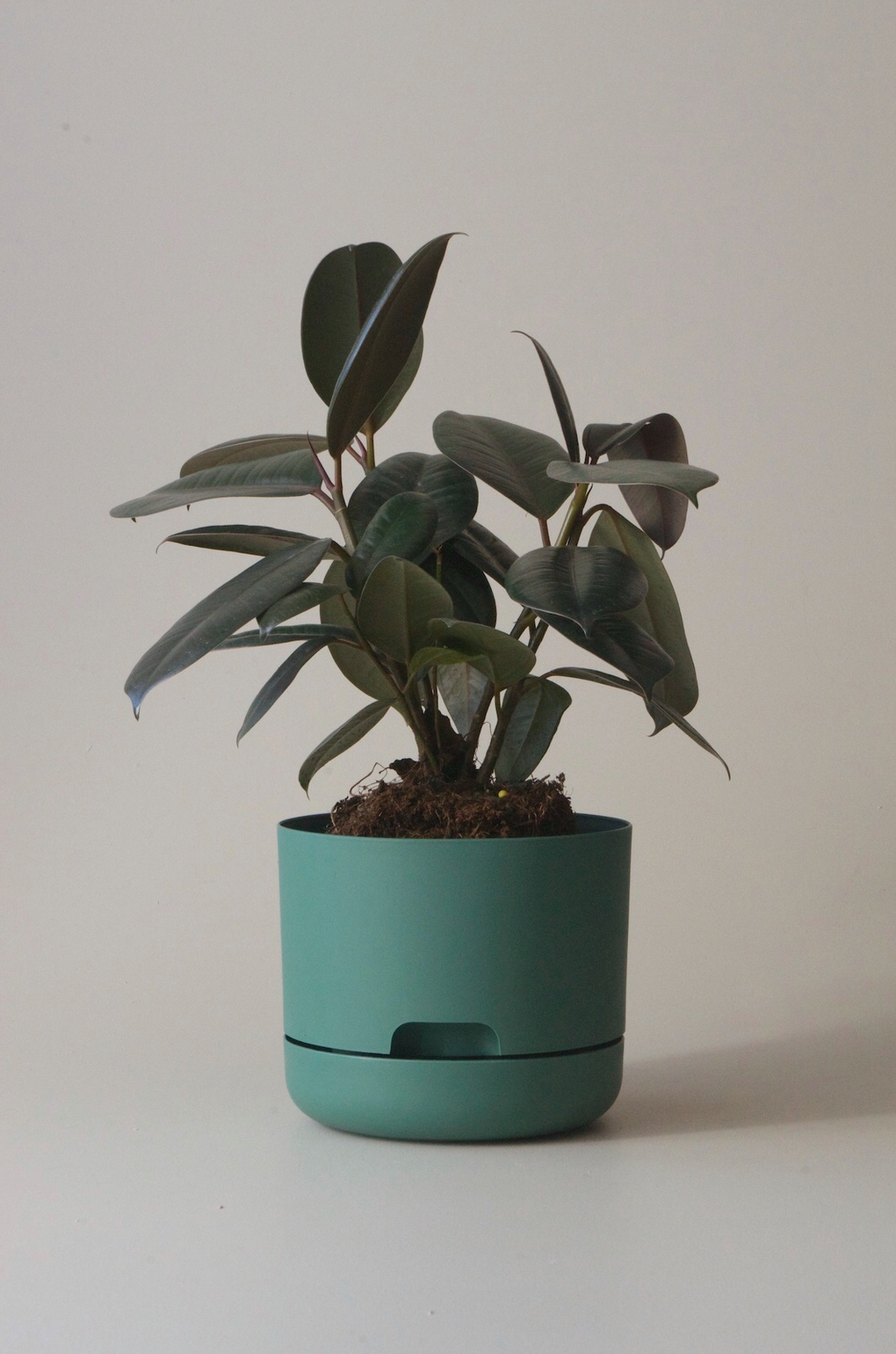cheap plant pots melbourne Mr Kitly x Decor selfwatering pots - Dark Moss