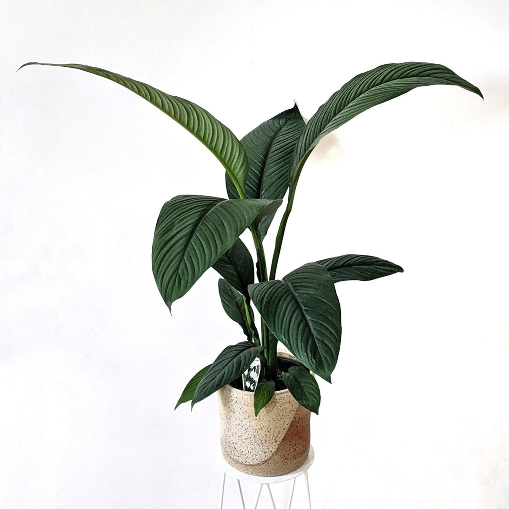 blue moon peace lily flower Spathiphyllum 'Blue Moon' (Peace Lily)- Advanced 20cm