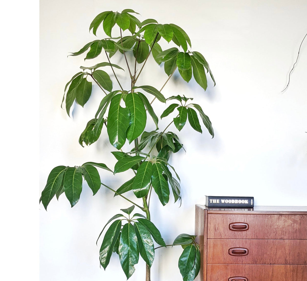 Schefflera amate (Umbrella Tree) 20cm Plantsmith Indoor Plants