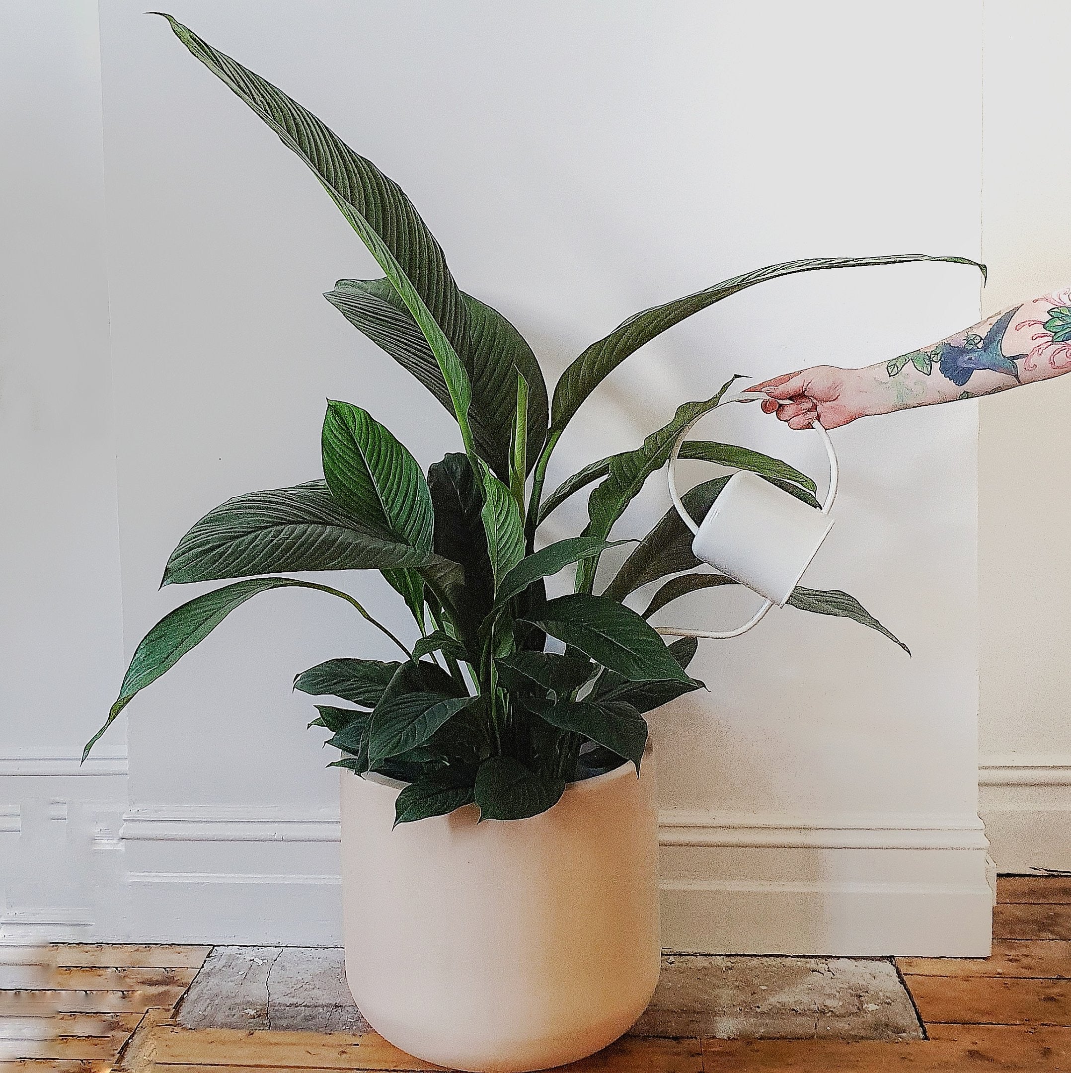 blue moon indoor plant Spathiphyllum 'Blue Moon' (Giant Peace Lily) 24cm pot